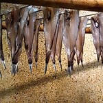 杉むら - メヒカリの干物
