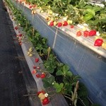 谷口観光いちご園 - 