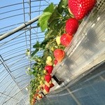谷口観光いちご園 - 