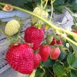 谷口観光いちご園 - 