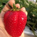 谷口観光いちご園 - 