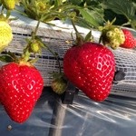 谷口観光いちご園 - 