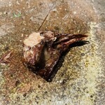 茶禅華 - 茶禅鴿子（アタマ）