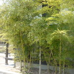 竹ばやし - 外観