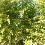 竹ばやし - 外観