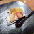 いけ洲居酒屋 むつ五郎 - 料理写真:食後の別注デザート(ガトーショコラ)