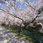 Kissashitsu Baton - 目前の外壕の快晴で満開の美しい桜