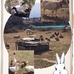 Galle de watanabe - 裏道を通ると…こんな長閑な光景。
      農家のプチ動物園。
      山羊。うさぎ。かも。あひる。など。
      すごいっ！！‼(•'╻'• )꒳ᵒ꒳ᵎᵎᵎ