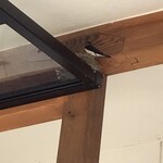 とら食堂 - 入り口にツバメさんが巣作りしていました