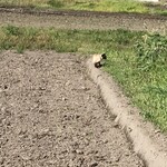 とら食堂 - お店の入り口前の田んぼ　のどかな場所です　　　　　　タヌキかと思ったら猫さんでした