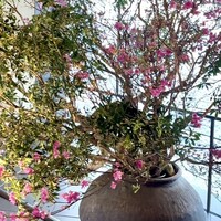 KYOTO BISTRO - 