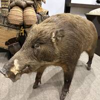 丹波篠山　近又 - 