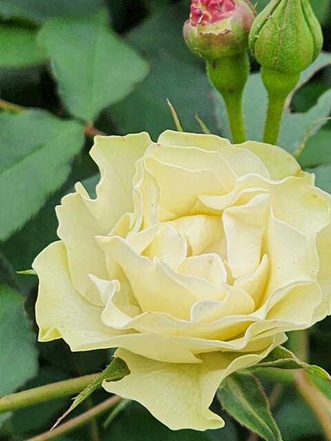 四季の里緑水苑 - 安子ケ島（その他）の写真