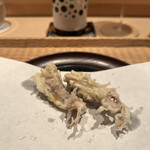 伯雲 - ホタルイカの天ぷら　富山県産