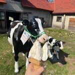 ウエモンズ ハート - 