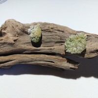 ブレストンコート ユカワタン - アミューズ