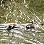 西欧料理 サヴァカ - 【オマケ】「沢水加（サバカ）」川にいた生き物
      B：鴨
