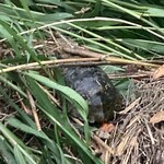 西欧料理 サヴァカ - 【オマケ】「沢水加（サバカ）」川にいた生き物
      A：亀