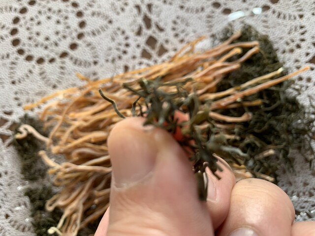 今野海産 - 日立木（その他）の写真