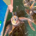 さん吉うどん - イルカランドのカメさん達に餌やり(๑´˘`)ﾉ