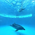 イルカの見えるレストラン - ガラスにスマホを近づけて撮影