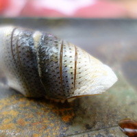 寿司割烹 魚紋 - 小鯺、良い風情♪