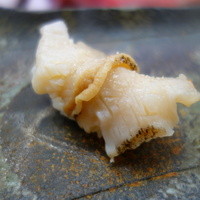 寿司割烹 魚紋 - 北海道産の活つぶ　塩と柚子を搾って（＾＾）