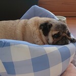 お菓子とくつろぎとこむぎさん - かわいい！！