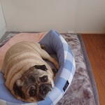 お菓子とくつろぎとこむぎさん - かわいい