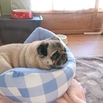 お菓子とくつろぎとこむぎさん - かわいい！