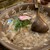 焼肉ホルモン 龍の巣 - 料理写真: