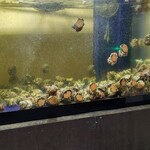 グルメ産直回転寿司 すし博多 - 