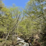 東電小屋 - 暫く歩き、やっと気持ちのいい山道に入り更に30分歩き