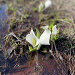 東電小屋 - 水芭蕉が可愛い