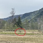 東電小屋 - 山ノ鼻手前でお約束の子熊さん出現。今年は目撃例が多数だそうです。暖冬だからな～　近くに親熊がいるハズなので、速やかに離脱します