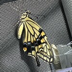 大元 - 2024年のアゲハ1号^_^