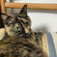 三軒茶屋 鮨かんてら - 