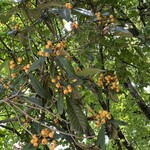 ゼルコバ コーヒー - 