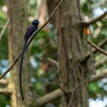 ビストロ オラゲ - サンコウチョウ＠桜川市