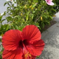 真南風 - 