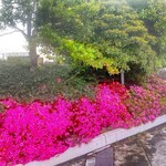 IL PINOLO SKY TERRACE - 横浜そごう・屋上庭園