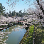 喫茶 北の郭 - 本丸の鷹丘橋の満開の桜