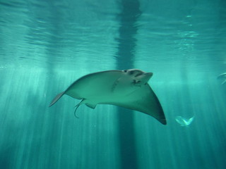 Iroha - すぐ近くの須磨水族館のエイちゃん