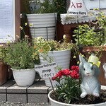 JiProign - 去年よりカモミールがへたるのが早いような？