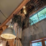 カオヤム山羊草 - 