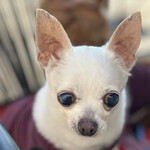 スターバックスコーヒー - 