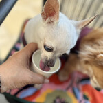 スターバックスコーヒー - 