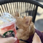 スターバックスコーヒー - 