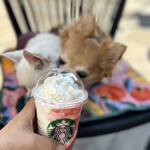 スターバックスコーヒー - 