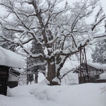 欅苑 - 欅苑のシンボル欅もこの日は雪化粧。